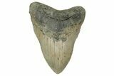 Huge, 5.56" Fossil Megalodon Tooth - North Carolina - #200797-2